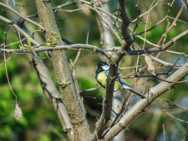 Romanya 'nın Maramures ilçesinde ağaçtaki Titmouse kuşu