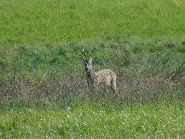 Romanya 'nın Maramures ilçesindeki tarlada küçük bir geyik