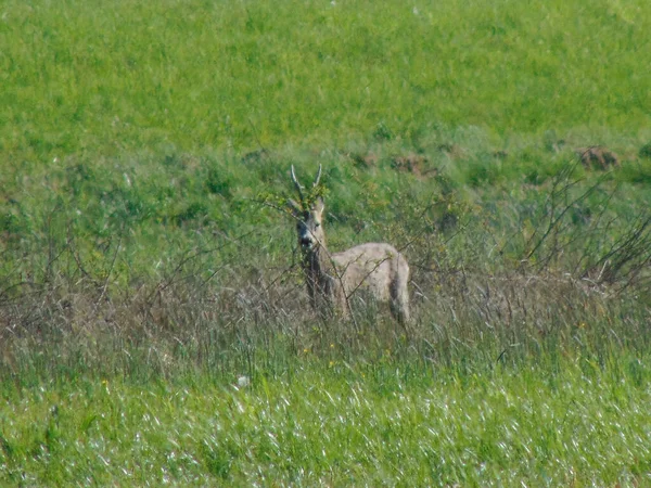 Kleine Hirsche Auf Dem Feld Maramures County Rumänien — Stockfoto