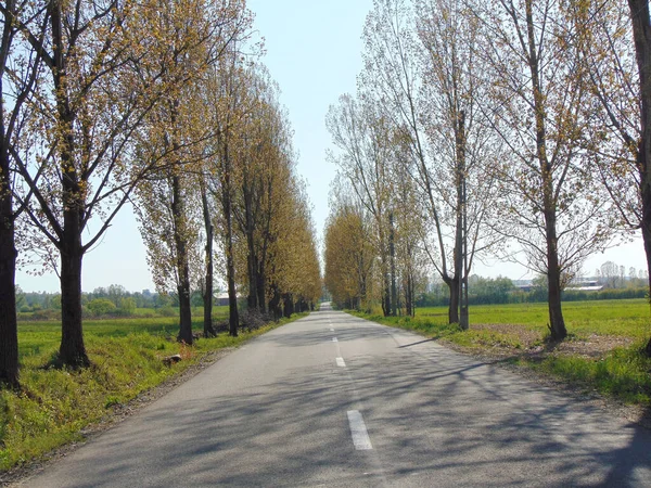 Droga Asfaltem Drzewami Okręgu Maramures Rumunia — Zdjęcie stockowe