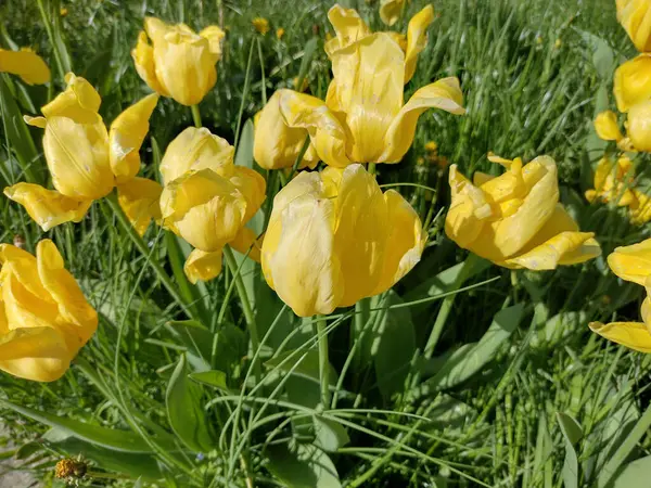 Tulipas Amarelas Primavera Romênia — Fotografia de Stock