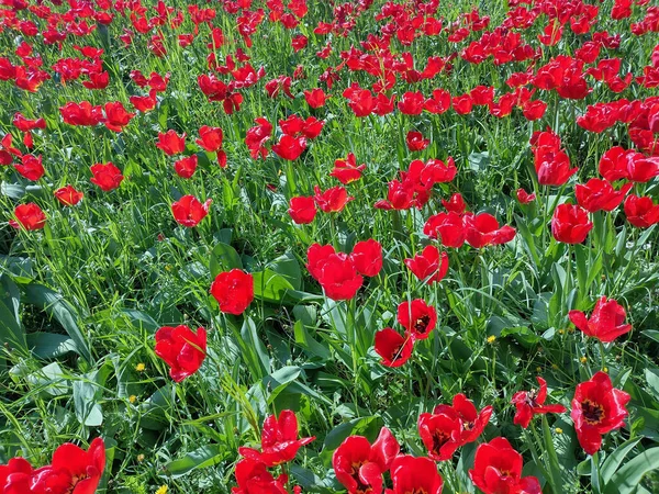 Tulipanes Rojos Primavera Condado Maramures Rumania — Foto de Stock