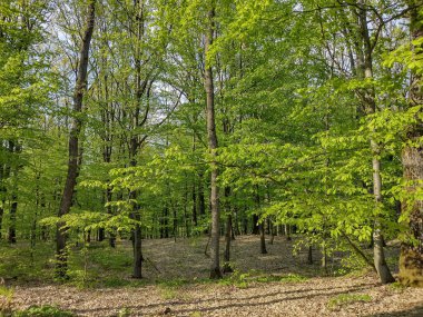 İlkbaharda ormandaki ağaçlar