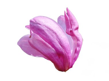 Ağacın manolya çiçeği. Beyazda izole edilmiş