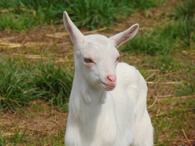 Romanya 'daki çiftlikte ilkbaharda beyaz yıl dönümü