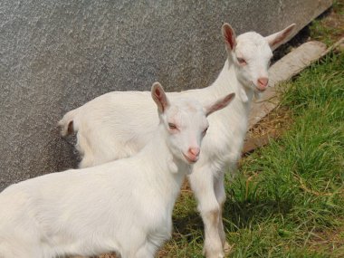 Romanya 'daki çiftlikte iki küçük beyaz keçi