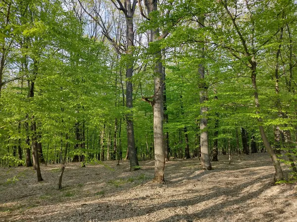 Árboles Bosque Primavera —  Fotos de Stock