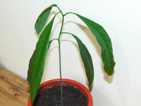 Malý Avokádo Zelenými Listy Avokádo Rostlina — Stock fotografie