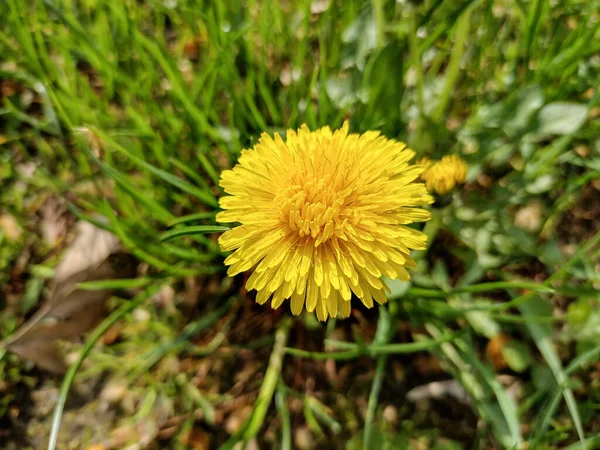 Romanya Nın Maramures Kentinde Baharda Karahindiba Çiçeği — Stok fotoğraf