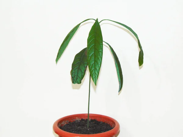 Petit Avocat Aux Feuilles Vertes Plante Avocat — Photo