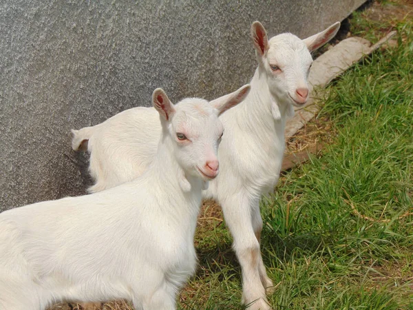 Zwei Weiße Ziegen Auf Dem Bauernhof Rumänien — Stockfoto