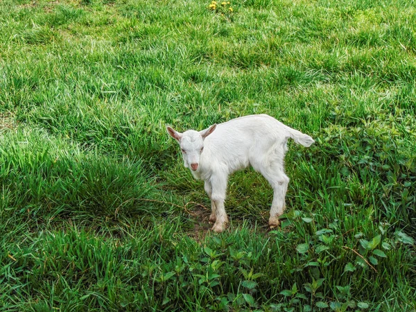 Blanc Qui Crie Dans Herbe Petite Chèvre Ferme — Photo