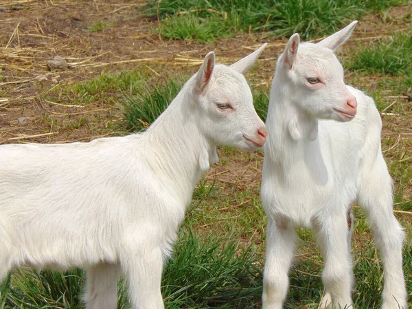 Duas Cabras Brancas Fazenda Romênia — Fotografia de Stock