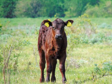 Kırmızı angus tarlada.