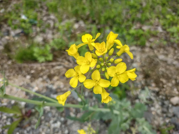 Kwiaty Rzepaku Wiosną Okręgu Maramures Rumunia — Zdjęcie stockowe