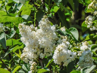 Romanya 'da baharda beyaz leylak çiçeği. Şırınga bayağıdır.