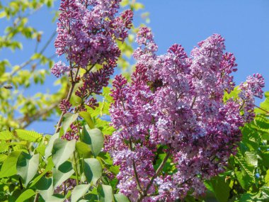 İlkbaharda sık görülen leylak çiçeği. Şırınga bayağıdır.
