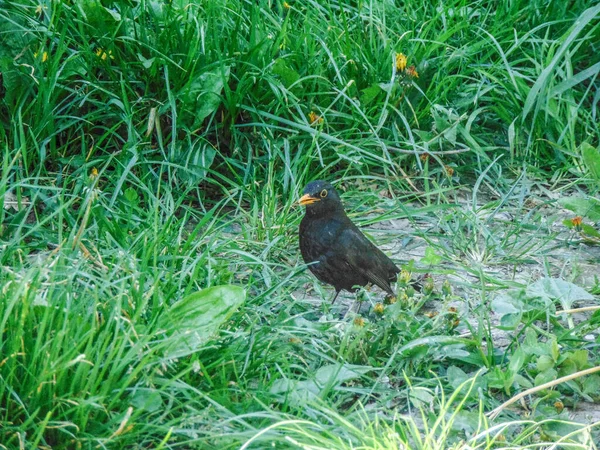 Blackbird Grama Romênia Turdus Merula — Fotografia de Stock