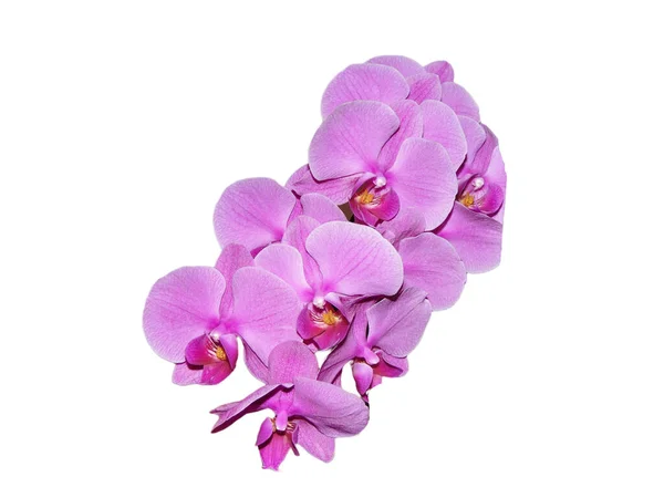 Flores Orquídea Rosa Isoladas Fundo Branco — Fotografia de Stock