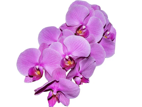 Růžová Orchidej Květiny Izolované Bílém Pozadí — Stock fotografie