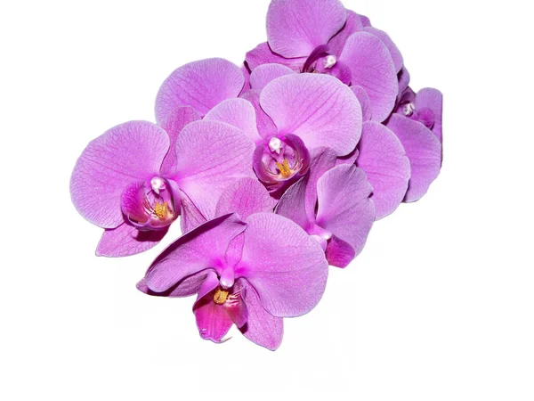 Розовые Цветы Орхидеи Изолированы Белом Фоне — стоковое фото