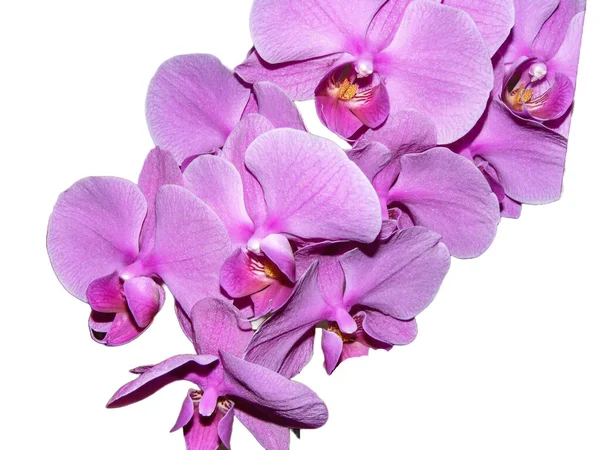 Růžová Orchidej Květiny Izolované Bílém Pozadí — Stock fotografie