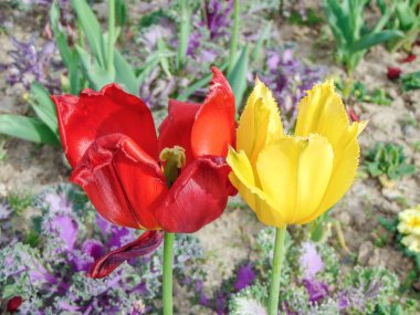 Bir kırmızı ve bir sarı lale. İki lale.