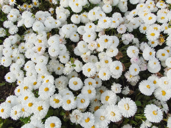Witte Daisy Bloemen Het Voorjaar — Stockfoto
