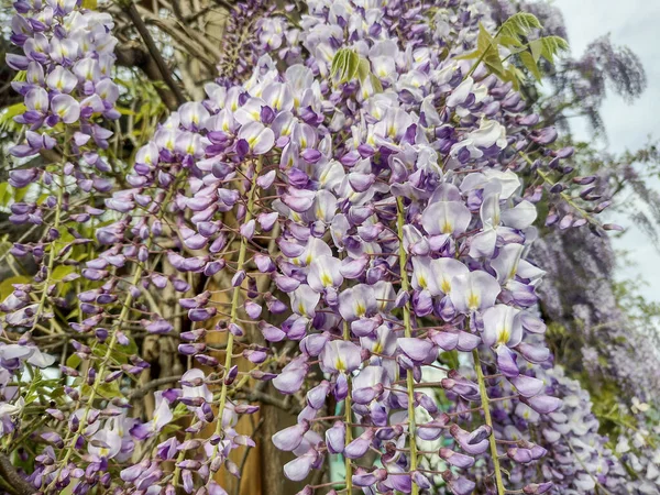 Glicine Giapponese Primavera Glicine Floribunda — Foto Stock