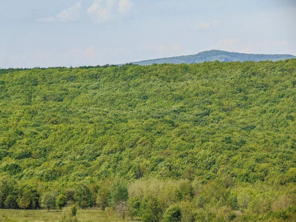 Floresta Verde May Maramures County Roménia — Fotografia de Stock