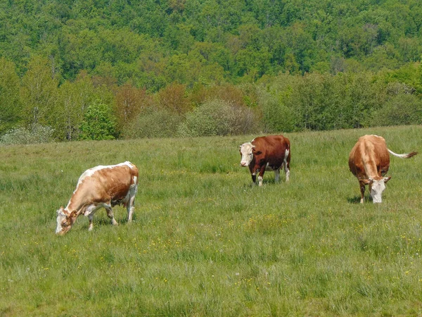 Drei Kühe Auf Dem Feld Rumänien — Stockfoto