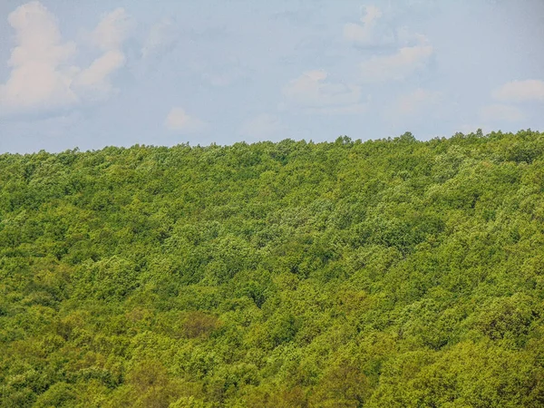 Zelený Les Květnu Okrese Maramures Rumunsko — Stock fotografie