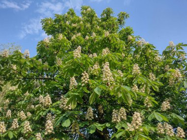 Çiçekli yabani kestane ağacı. Aesculus hipocastanum