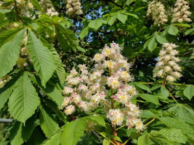 Çiçekli yabani kestane ağacı. Aesculus hipocastanum