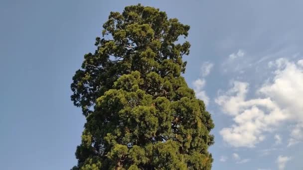 Sequoia Gigantea Träd Byn Ardusat Maramures Län Rumänien Trädet Över — Stockvideo