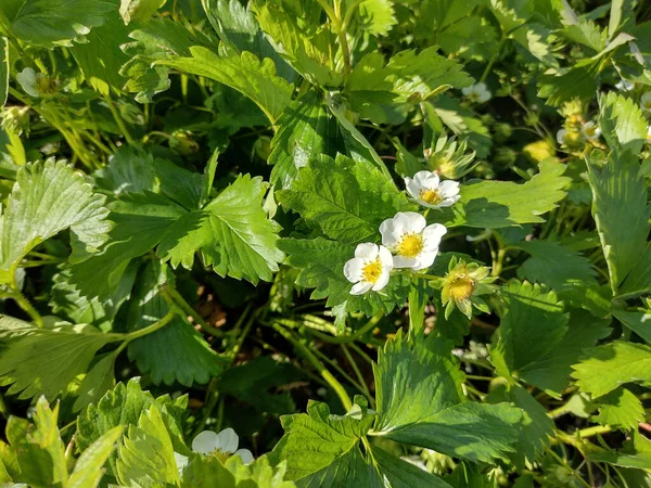 Bloeiende Aardbeienplant Het Voorjaar — Stockfoto