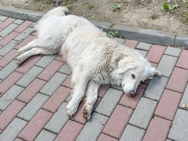 白い犬が公園の歩道に腰を下ろしている ルーマニアでは — ストック写真