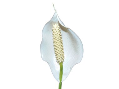 Peace lily flower isolated on white. Spathiphyllum plant