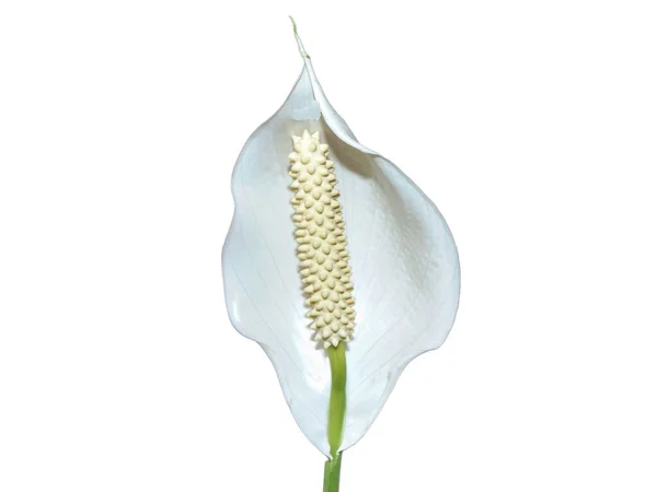 stock image Peace lily flower isolated on white. Spathiphyllum plant