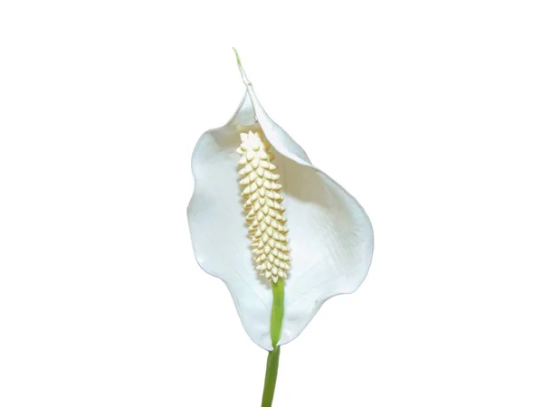 stock image Peace lily flower isolated on white. Spathiphyllum plant