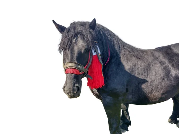白の背景に分離された黒い馬 — ストック写真