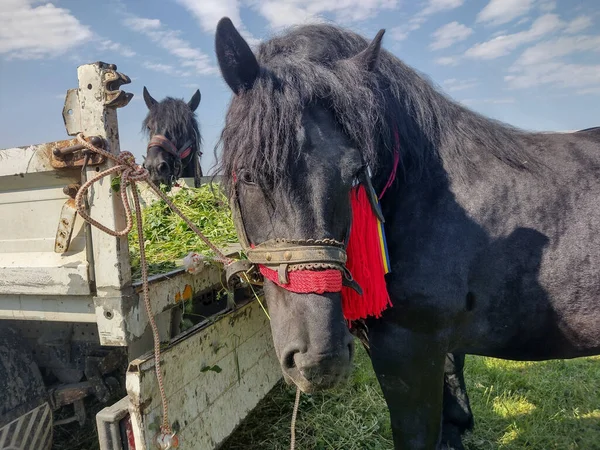 Schwarzes Pferd Auf Einer Messe Rumänien — Stockfoto