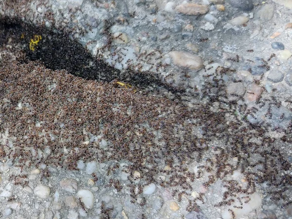 Muitas Formigas Uma Calçada Romênia — Fotografia de Stock