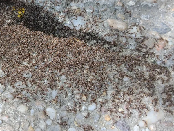 在罗马尼亚的人行道上有很多蚂蚁 — 图库照片