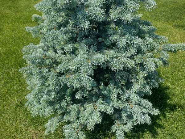 Маленький Колорадо Блакитний Ялинець Picea Pungens — стокове фото