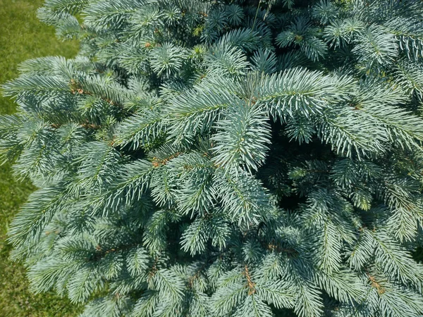Mały Błękitny Świerk Kolorado Picea Pungens — Zdjęcie stockowe