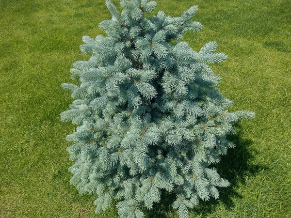 Mały Błękitny Świerk Kolorado Picea Pungens — Zdjęcie stockowe