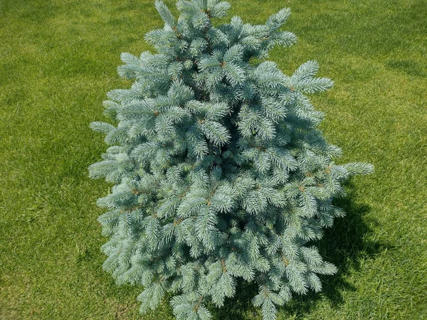 Kleine Colorado Blaufichte Picea Pungens Stockfoto