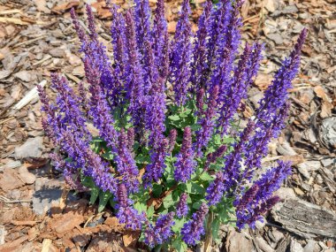 Çiçekli orman adaçayı. Salvia nemorosa