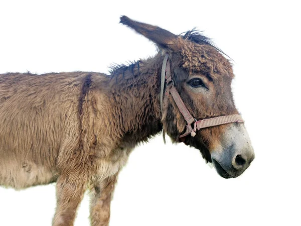 Donkey Isolated White Background — Stock Photo, Image